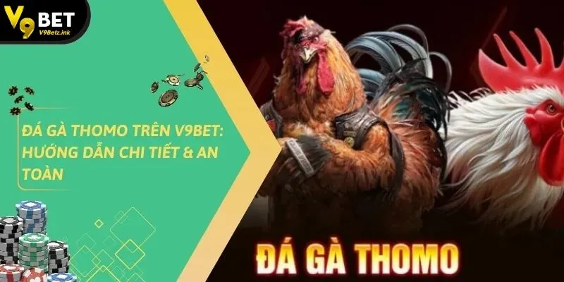 Đá gà thomo